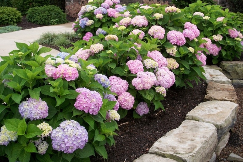 Bloomstruck Hydrangea 2 gal ES